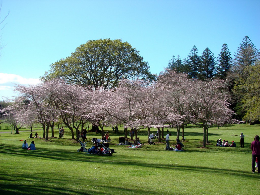 Cornwall park 桜満開